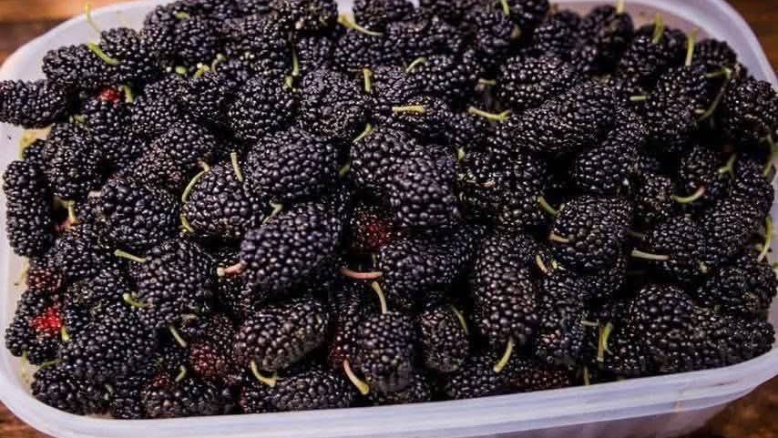 Bol d'abricots et de baies fraîches